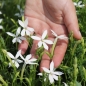 Neu! Sternenblume weiß (Samen)