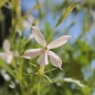 Neu! Sternenblume weiß (Samen)