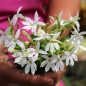 Neu! Sternenblume weiß (Samen)