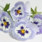 Stiefmütterchen Adonis (Samen)