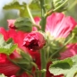 Neu! Stockrose (niedrig) Queeny Red (Samen)