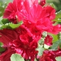 Neu! Stockrose (niedrig) Queeny Red (Samen)