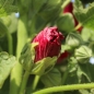 Neu! Stockrose (niedrig) Queeny Red (Samen)
