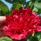 Neu! Stockrose (niedrig) Queeny Red (Samen)