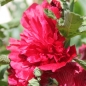 Neu! Stockrose (niedrig) Queeny Red (Samen)