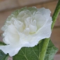 Stockrose Chater's White (Samen)