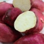 Süßkartoffel Murasaki (Pflanze)