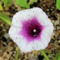 Süßkartoffel Murasaki (Pflanze)