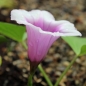 Süßkartoffel Murasaki (Pflanze)