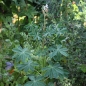 Süßlupine A Seme Grosso (Samen)