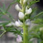 Süßlupine hellblau (Samen)