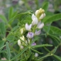 Süßlupine hellblau (Samen)