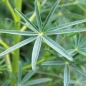 Süßlupine hellblau (Samen)
