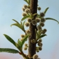 Suhosine (Pflanze)