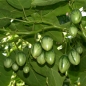 Tamarillo - Baumtomate rot (Samen)