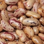 Buschbohne Tante Ernas Wachtel (Samen)