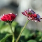 Tausendschönchen Rose Shades (Samen)