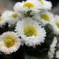 Tausendschönchen Pomponette White (Samen)