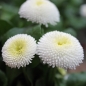 Tausendschönchen White Ball (Samen)