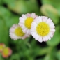 Tausendschönchen Rose Shades (Samen)