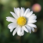 Tausendschönchen Pomponette White (Samen)