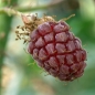 Tayberry (Pflanze)