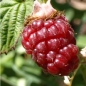 Tayberry (Pflanze)