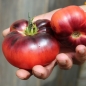Tomate Blue Beauty (Samen)