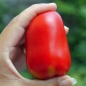 Tomate Alter Kommunist (Samen)