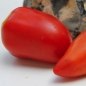 Tomate Alter Kommunist (Samen)
