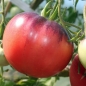 Tomate Amethyst Jewel (Samen)