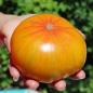 Tomate Ananas (Samen)