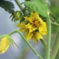 Tomate Ananas (Samen)