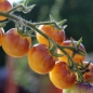 Tomate Antho Gelb (Samen)