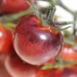 Tomate Antho violettrot  (Samen)
