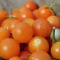 Tomate Aprikosenkirsche (Samen)