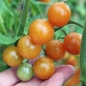 Tomate Aprikosenkirsche (Samen)