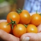 Tomate Aprikosenkirsche (Samen)