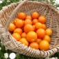 Tomate Auriga (Samen)
