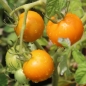 Tomate Auriga (Samen)