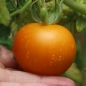 Tomate Auriga (Samen)