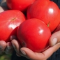 Tomate Berner Rosen (Samen)