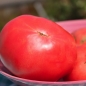 Tomate Berner Rosen (Samen)