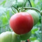 Tomate Berner Rosen (Samen)