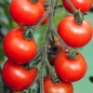 Tomate Besser (Samen)