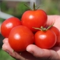 Tomate Besser (Samen)