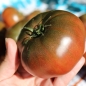 Tomate Black Krim (Samen)