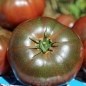 Tomate Black Krim (Samen)