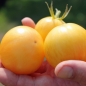 Tomate Blonde Boar (Samen)