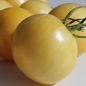 Tomate Blonde Boar (Samen)